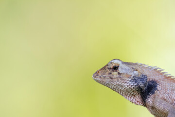 a oriental garden lizard in nature