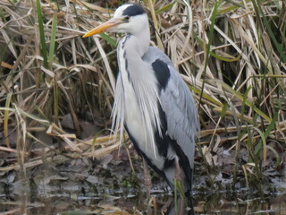 typical blue heron at the bank of the river in winter