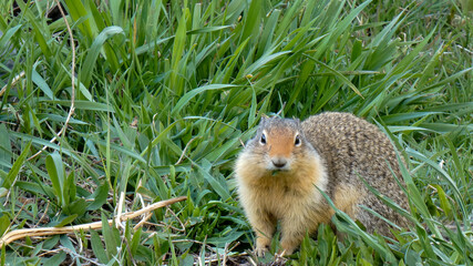 Wild Fuzzy Ground Squirrel 