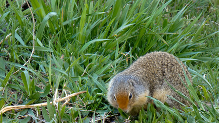 Wild Columbian Ground Squirrel Foraging Food