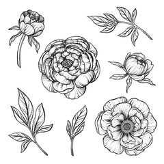 Vector set of black and white peony flowers isolated on white background. © natality
