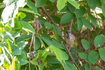 common tree sparrow standing on branch