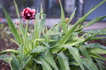 Water drops on the leaves of tulips. Watering or raining. Pon, texture