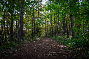 Obraz premium 森林の道