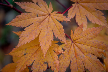 紅葉したカエデの葉