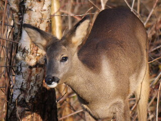 Roe deer in winter sunlight close and fierce