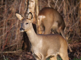 Roe deer in winter sunlight close and fierce