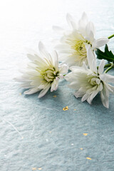 白菊と水色の和紙