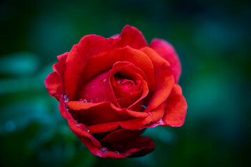 水滴のついたバラ