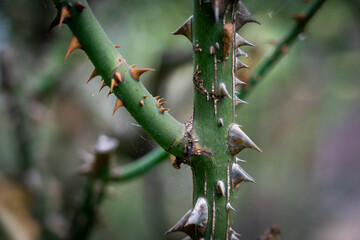 薔薇の棘
