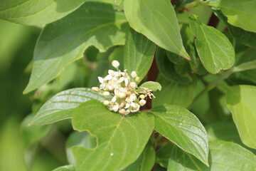 Spring In The Trees, Gold Bar Park, Edmonton, Alberta