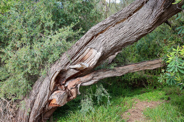 twisted tree trunk in coastal landscape