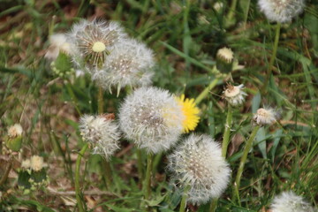 Dandelion Going Too Seed, Gold Bar Park, Edmonton, Alberta