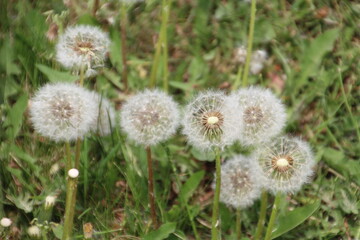 Going To Seed, Gold Bar Park, Edmonton, Alberta