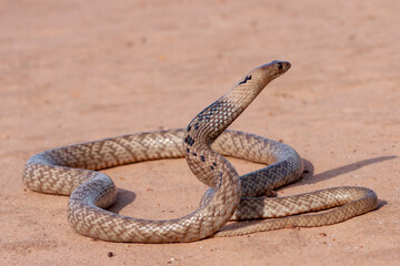 Australian Highly venomous Strap-snouted Brown Snake