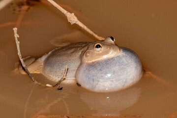 Water Holding Frog calling showing vocal sack inflated