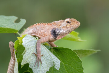a oriental garden lizard in nature