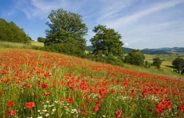 Panoramic view of mountain field with red poppies in the Marche region
