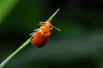 orange beetle standing on green grass