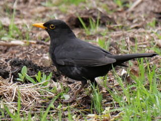 Male blackbird in full sight.
