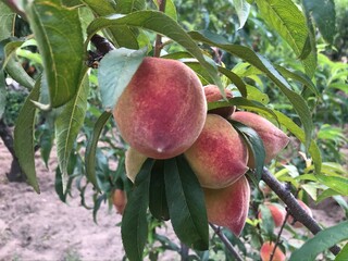 Peach