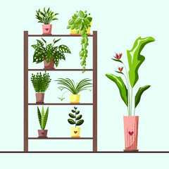 Set house plants and home flowers in pots in interior room. Flat style vector
