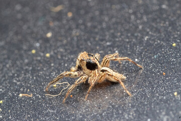 common jumping spider in nature