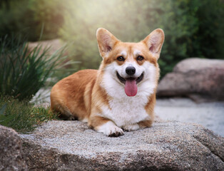 Cute happy corgi dog smiling.  