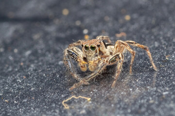 common jumping spider in nature