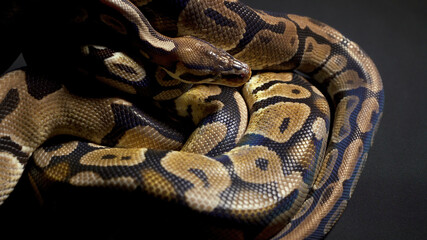 Footage of ball python on black background