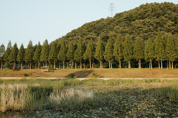 풍경 나무 거리 공원 송전탑 풀