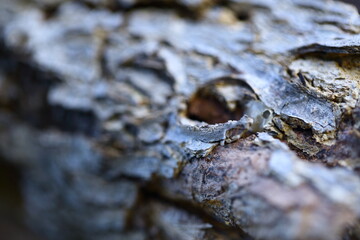 Close up image of- rustic tree skin texture,
