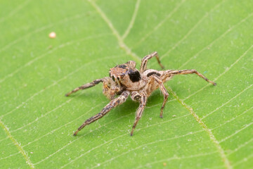 common jumping spider in nature