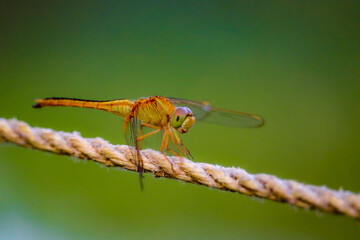 close up of a dragonfly