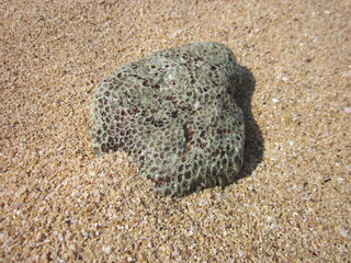 Coral reef on the beach