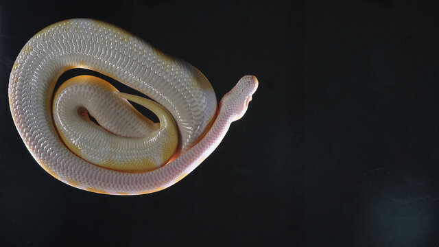 Footage albino ball royal phyton, camera rushed down