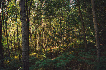 Mitten im Wald in saftig grünen Wiesen und Wälden bei strahlendem Sonnenschein auf einer Lichtung...