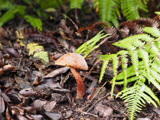 森の中に生えているキノコ