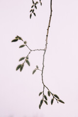 branch of cherry blossom