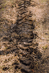 Fototapeta na wymiar soil in the forest