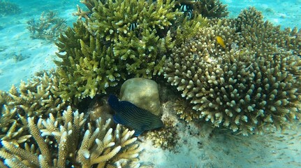 Coral fishes swimming around their host coral reef near Madame beach at Nyaung Oo Phee islands, Myanmar.