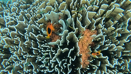 Naklejka na ściany i meble Two red saddleback anemonefishes swim around their orange sea anemone which located in the middle of hard corals at Nyaung Oo Phee islands, Myanmar.