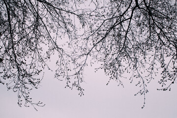 branches of a tree