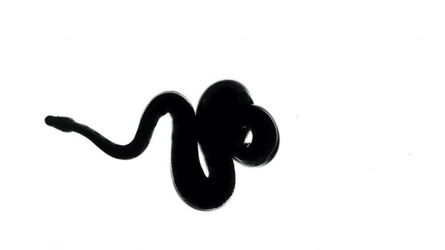 Footage of royal ball python silhouette, camera from bottom