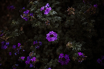Fototapeta na wymiar glandularia bipinnatifida purple flowers plants