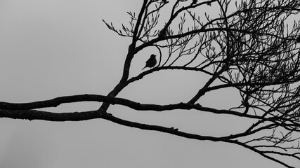 Songbird in a tree