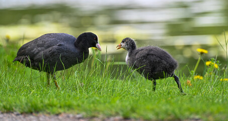 adult and young coot in lake park