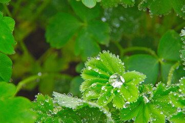 雨上がりに水滴の付いた鮮やかな緑の葉。