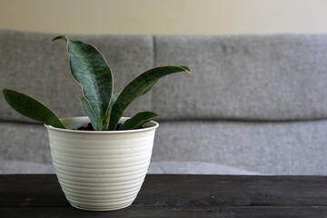 Sansevieria plants can be used as decorations as well as natural air fresheners in the room   