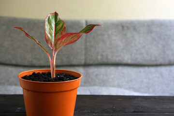 Aglaonema Red Lipstick or Chinese Evergreen Plant or Aglaonema Siam Aurora can be used as...